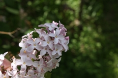 Macrostachya_2013_HP_TP_2