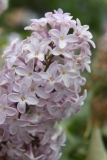 Macrostachya_2013_HP_TP_6