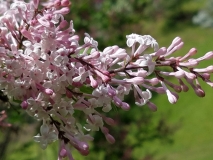 Macrostachya_20170523_RBG_MLD_1