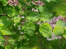 Macrostachya_20170523_RBG_MLD_2
