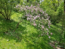 Macrostachya_20170523_RBG_MLD_4