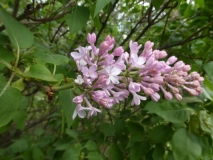 Macrostachya_20180510_HP_MLD_2