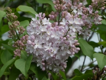 Macrostachya_20180512_HA_MLD_1