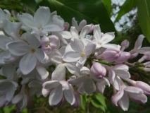 Macrostachya_20180512_HA_MLD_2