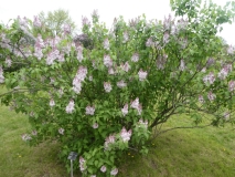 Macrostachya_201906_MBG_MLD_1