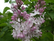 Macrostachya_201906_RBG_MLD