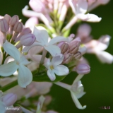 Macrostachya_2019_LM_CF