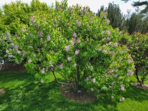 Macrostachya_20210428_NYBG_MLD_1