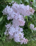 Macrostachya_20240525_Vermont_JJM