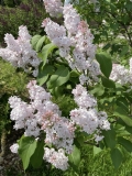 Macrostachya_202405_MBG_MW_2