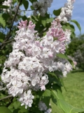 Macrostachya_202405_MBG_MW_3
