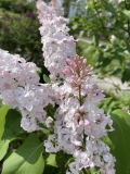 Macrostachya_202405_MBG_MW_4