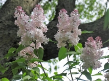 Macrostachya_CH