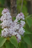 Macrostachya_KP_HI_1