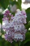Macrostachya_KP_HI_2