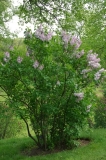 Macrostachya_ZB_1