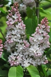 Macrostachya_ZB_2