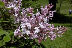 Macrothyrsa
