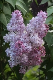 Madame_Rosel_2021_IP_dacha_TP_2
