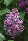 Madame_Rosel_2021_IP_dacha_TP_3
