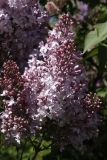 Madame_Rosel_TP_3