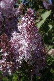 Madame_Rosel__Main_BG_TP_1