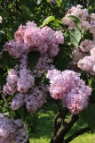 Madame_Rosel__Main_BG_TP_3