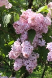 Madame_Rosel__Main_BG_TP_4