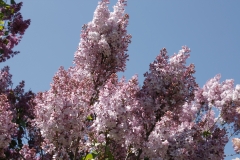 Madame_Rosel__Main_BG_TP_5
