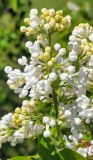 Mademoiselle_Fernand_Viger_20210511_HP_MLD_2