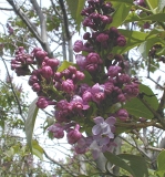 Magellan_2003_HP_MM__DM_2