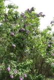 Magellan_2014_BLBG_TP_3