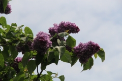 Magellan_2014_BLBG_TP_4