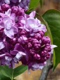 Magellan_20210427_BLBG_MLD_4