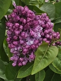 Magellan_BLBG_20240504_MLD_1