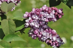 Magellan_ZB_1