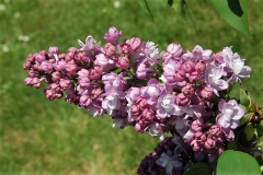 Magellan_ZB_2