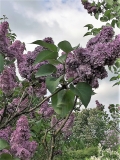 Magija_201805_Dobele_NS_3
