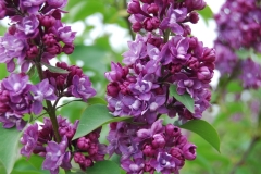 Magija_IS_2