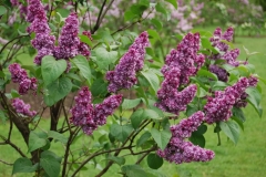 Magija_IS_3