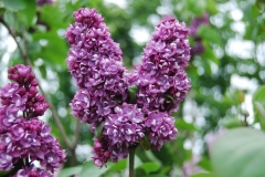 Magija_IS_4