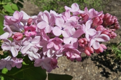 Maiden's Blush