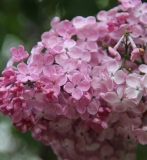Maidens_Blush_2014_BLBG_TP_4