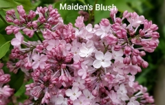Maidens_Blush_20190424_MLD_MLD