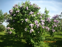 Maija_Viesnja_201405_Dobele_RR_1