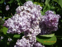 Maija_Viesnja_201405_Dobele_RR_2