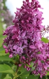 Maija_Viesnja_201805_Dobele_NS_3