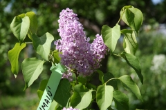 Maiu