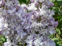 Maiya_201405_AK_OD_1