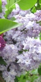 Maiya_201405_AK_OD_3